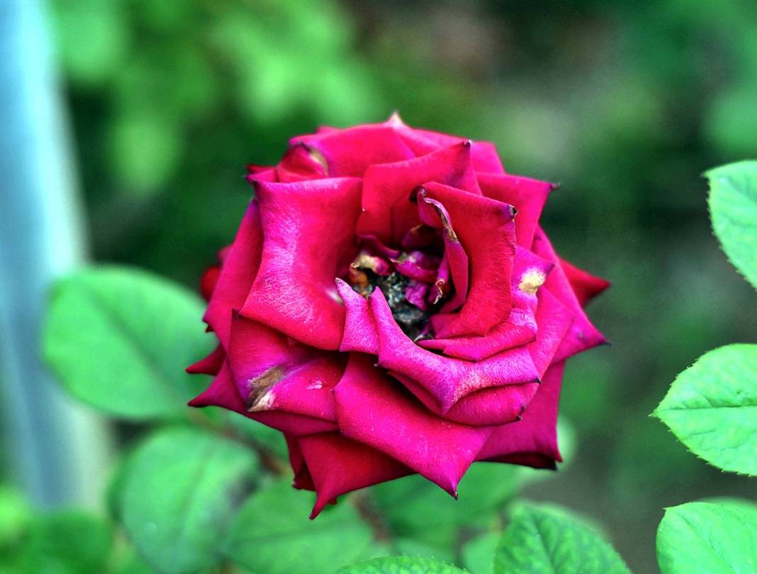 Hasat başladı, ithalat fiyatı düşürdü: Tanesi 30 TL! Özel günlerde kapış kapış satılıyor 3